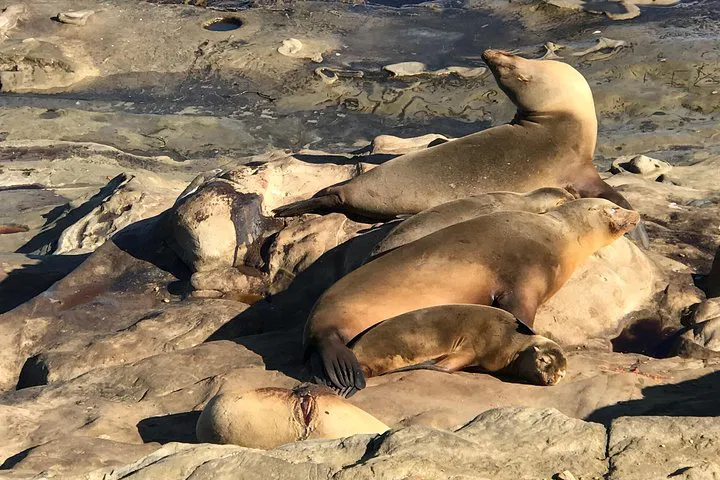 Discover La Jolla: A Coastal Adventure of Beaches, Views & Culture