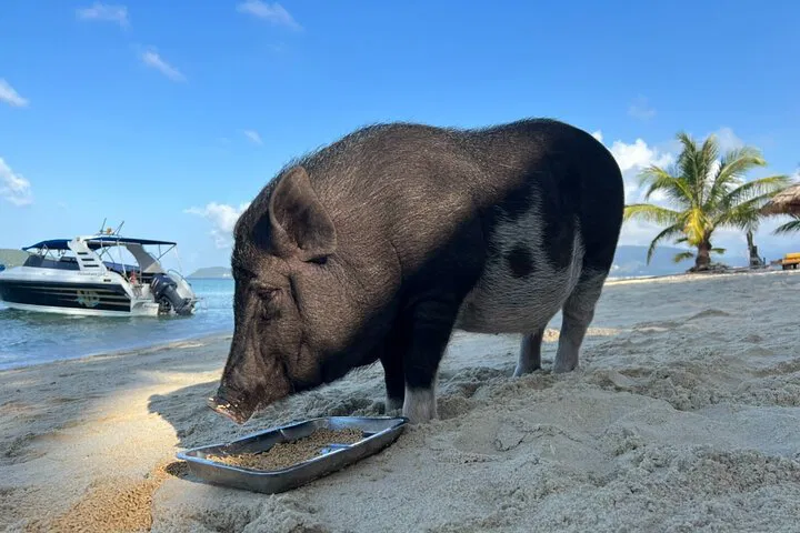 Island Hopping: Pig Island & Koh Tan Adventure by Longtail Boat