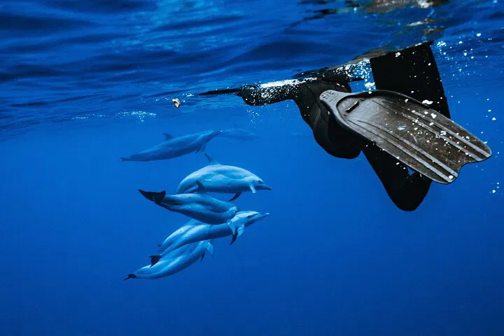 Oahu Dolphin Swim: A Speedboat Adventure into Paradise!