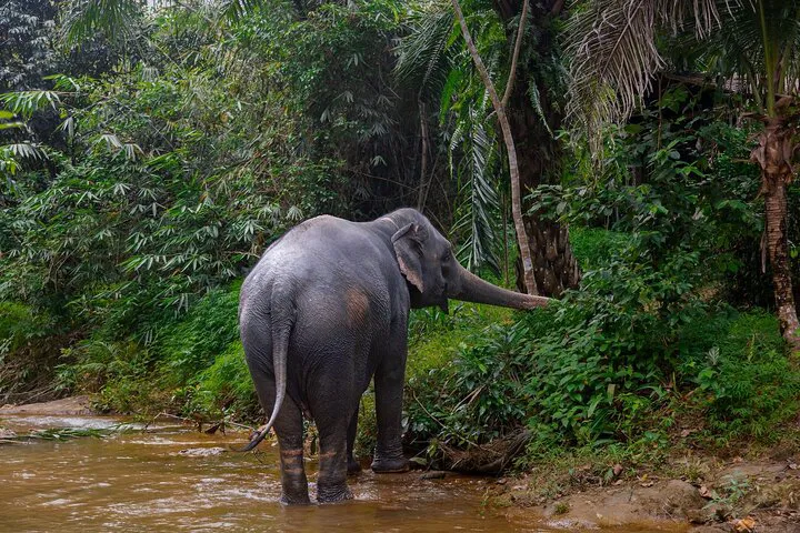 Ethical Encounters: Khao Lak Elephant Sanctuary Small Group Adventure