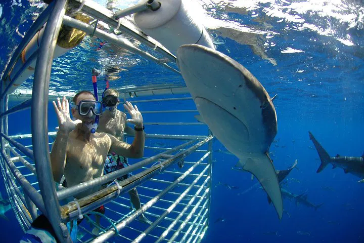 Oahu Shark Cage Dive: Face-to-Face Thrills!