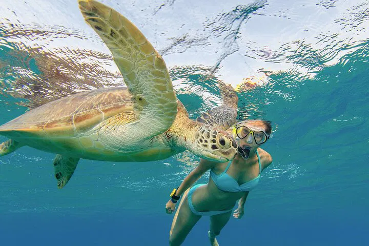 Oahu's Turtle Snorkel: Scooter & Paddleboard Adventure!