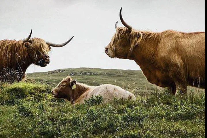 Uncover Scotland's Majesty: A Personalized Highlands, Glencoe & Loch Ness Private Tour
