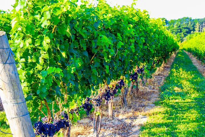 Unveiling Niagara-on-the-Lake's Vineyard Treasures: A Private Wine Tour