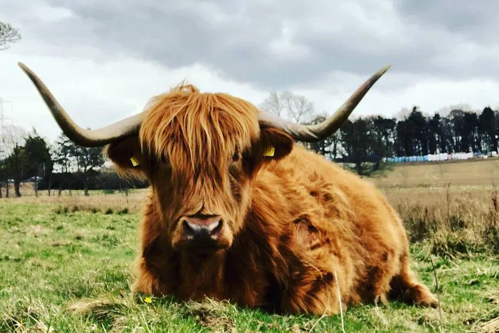 Uncover Scotland's Majesty: Castles, Lochs & Whisky Private Tour!