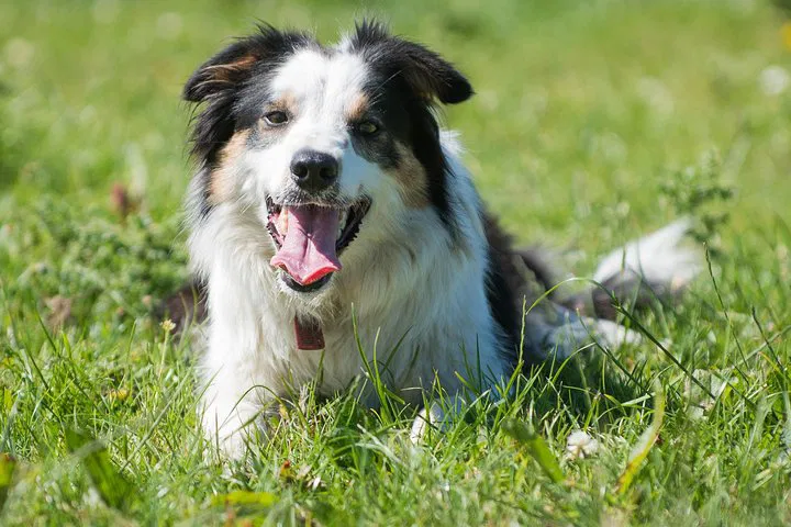 Caherconnell Fort: Sheepdog Show & History