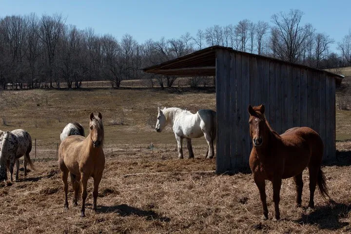 Blue Mountain: Wine, Horses & Outdoor Day Trip!