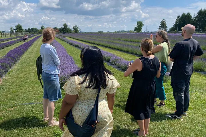 Escape to Lavender Fields: Ontario's Scenic Backroad Tour