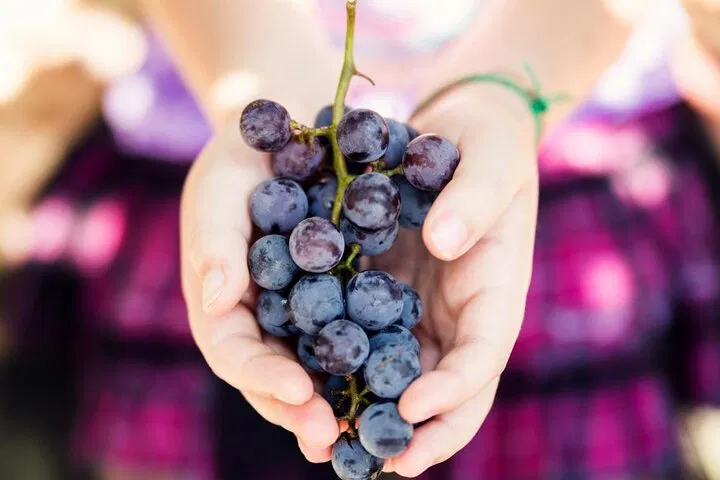 Nice Wine & Art Escape: Taste Provence's Best!