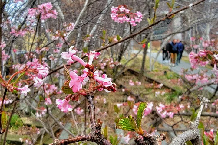 Uncover NYC's Elevated Secrets: A High Line Walking Adventure