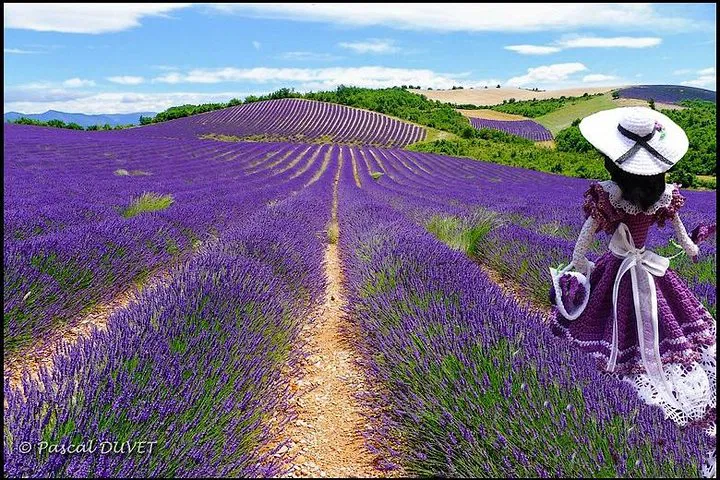 Nice: Verdon Gorge & Lavender Fields Day Trip