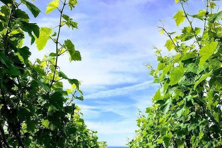 Make Your Own Champagne: Vineyard to Bottle!