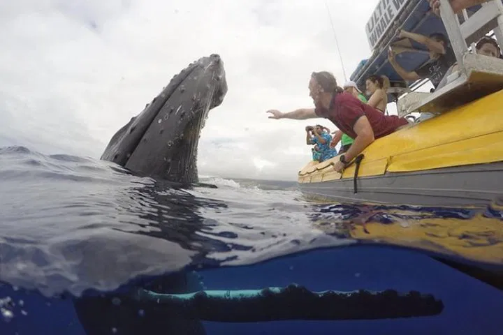 Lahaina Whale Watch: Intimate Rafting Adventure