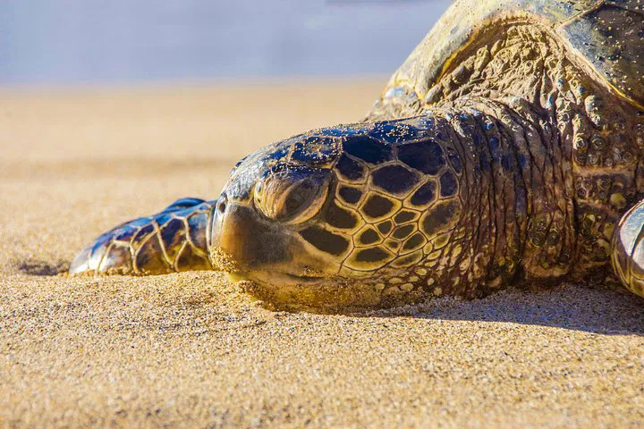 Maui's Best: A Personalized Island Adventure