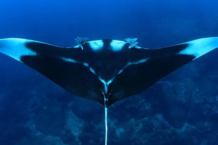 Dive into Adventure: Koh Bon Scuba Diving from Phuket!