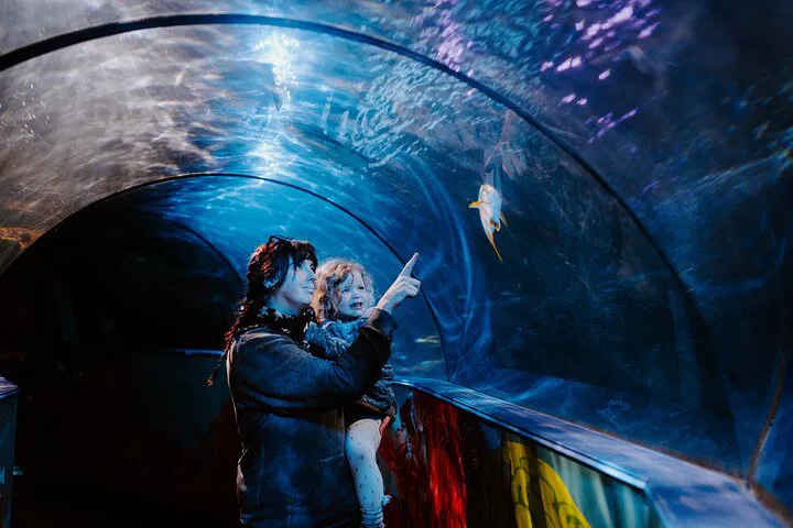 Dive into Adventure: Explore SEA LIFE Weymouth's Underwater Kingdom