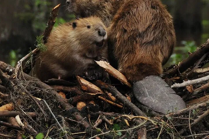 Unveiling Tierra del Fuego's Ecosystem: A 4WD Beaver Expedition with Lakeside Dinner