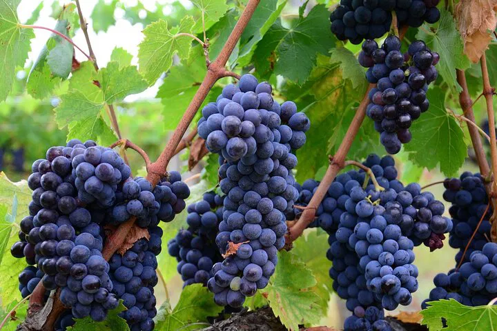 Niagara Wine Trail: A Luxurious, Private Wine Tasting Adventure
