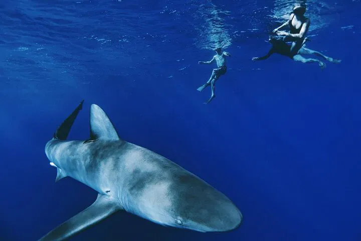 O'ahu Shark Dive: Cage-Free Adventure in Haleiwa