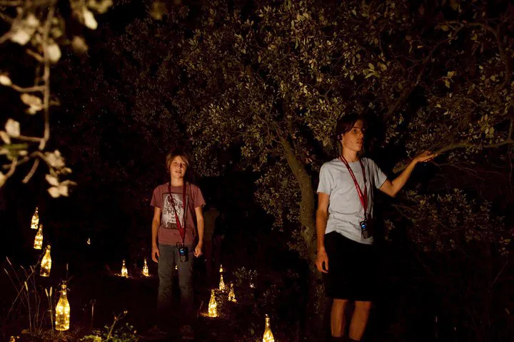 Walk Among Vines and Lights at Night
