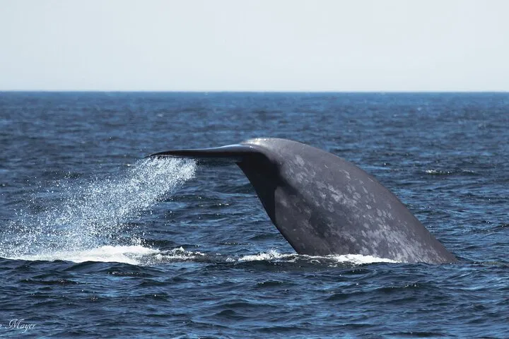 San Diego Whale & Dolphin Cruise: Luxury Views!