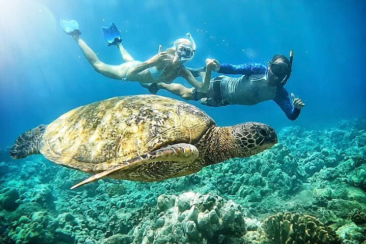 Maui Turtle Town Snorkel Tour with Marine Biologist