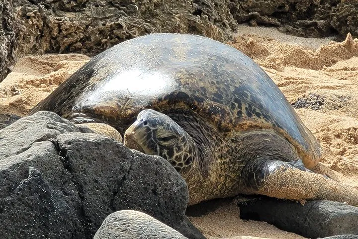 Oahu's Hotspots: Circle Island Tour with Local Guides & Photo Ops!