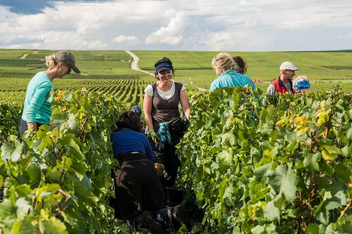 Champagne Dreams: A Luxurious Private Tour from Paris