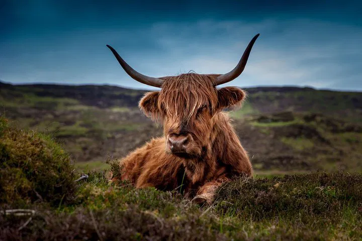 Aberdeenshire's Royal Journey: Castles, Cows, and Whisky Wonders