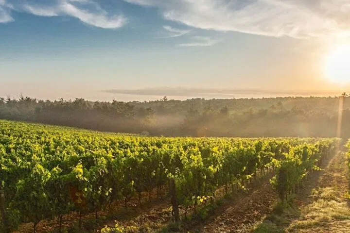 Savor Tuscany: Florence & Boutique Winery Escape from Livorno