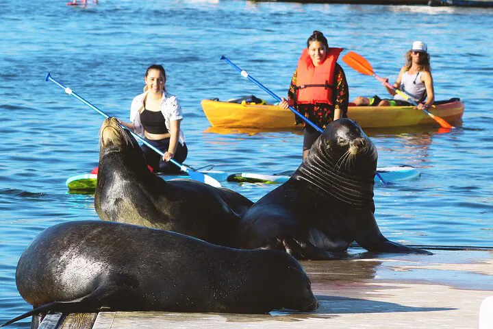 Paddle with Sea Lions: A Marina del Rey Kayaking Adventure