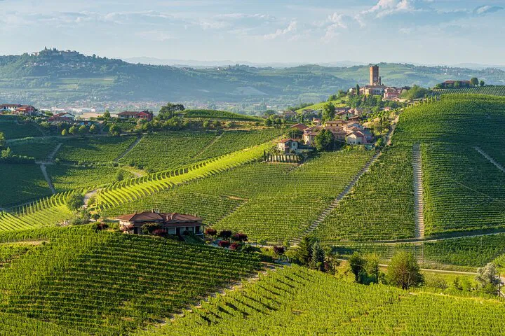 Unforgettable Piedmont: A Private Wine Tour from Torino