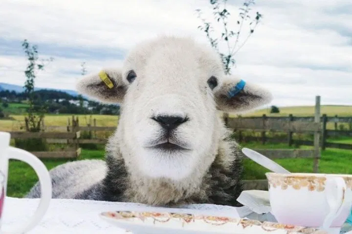 Tea with Naughty Sheep: A Riotous Scottish Adventure!