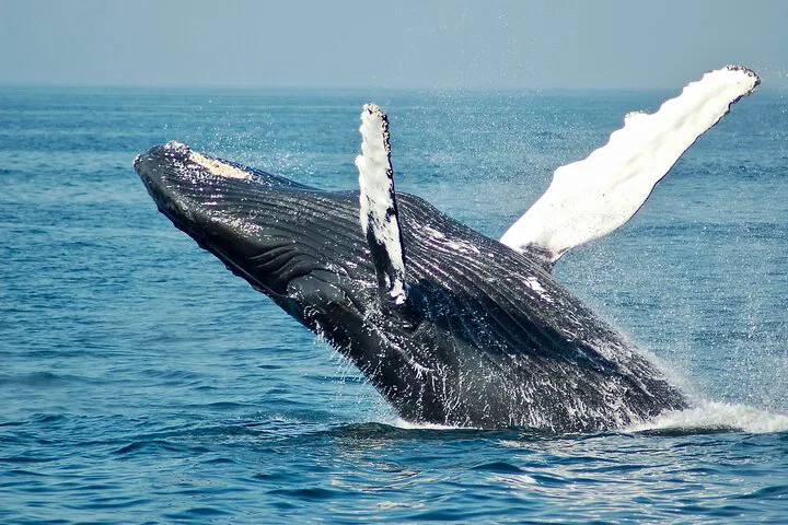 Luxury Whale Watching: San Diego's Premier Private Tour