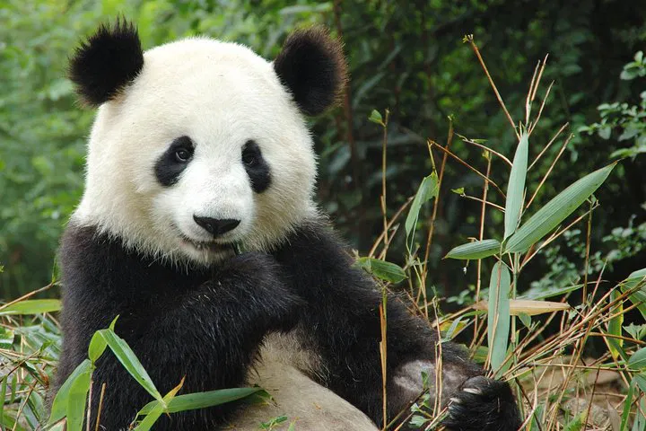 Zoo de Beauval: Private Luxury SUV Trip with Bilingual Driver