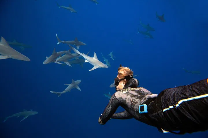 Haleiwa Shark Dive: Swim with Sharks in Hawaii!