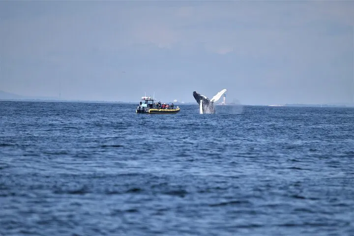 Portland, Maine: Whale Watching Tour - Guaranteed Sightings!