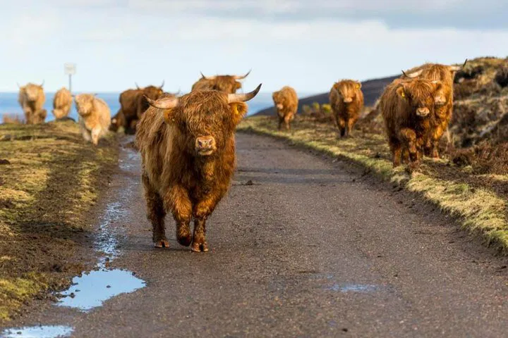 Uncover Scotland's Majesty: A Personalized Highlands, Glencoe & Loch Ness Private Tour