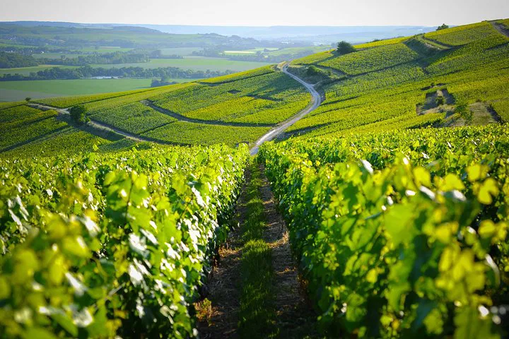 Champagne Region Excursion: Taste the Bubbles in Style!