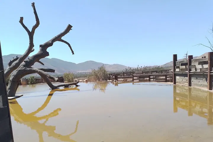 Unveiling Valle de Guadalupe: A Private Wine & Dine Expedition