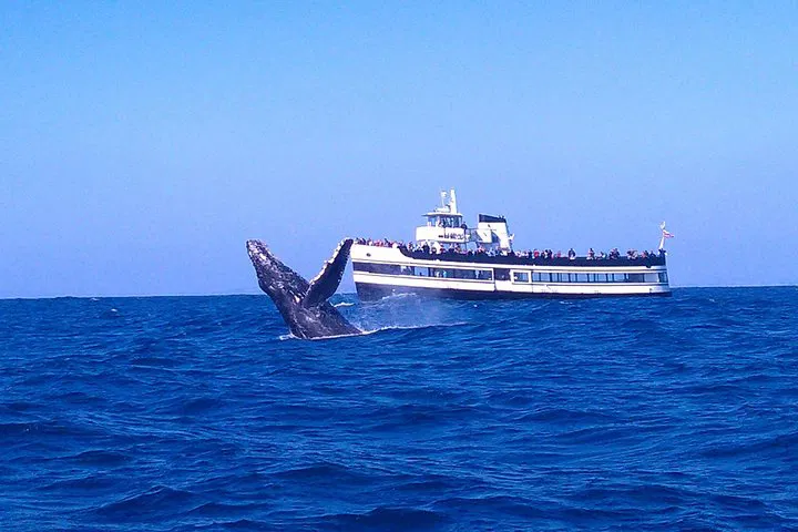 San Diego Whale Watching: See Whales & Dolphins!