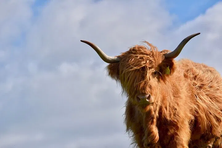 Meet Highland Cows: Scottish Borders Farm Experience