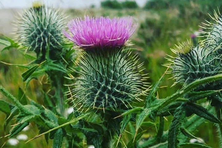 Royal Highland Adventure: Braemar, Balmoral & Whisky Tour from Edinburgh