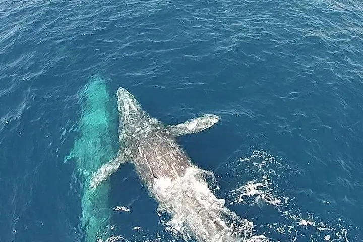 Dana Point Whale Watching: Guaranteed Marine Life!