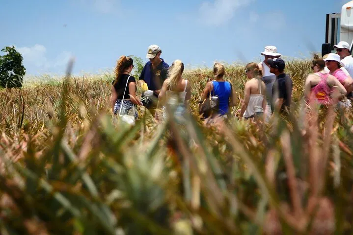 Maui Pineapple Farm Tour: Taste the Sweetness!