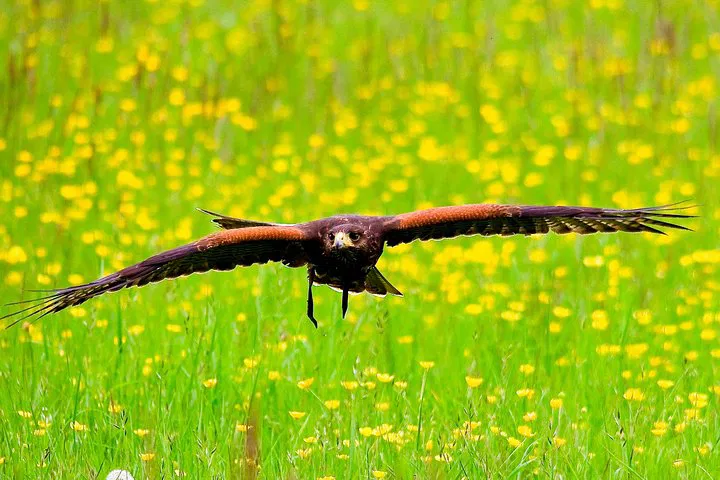 Bath's Charm: City Tour & Hawk Flight Adventure!