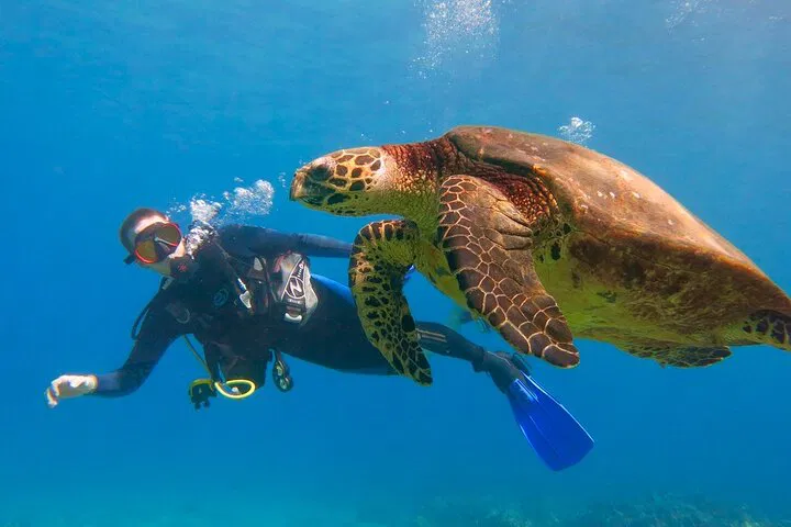 Discover Maui's Underwater Wonders: Beginner Scuba Diving Adventure