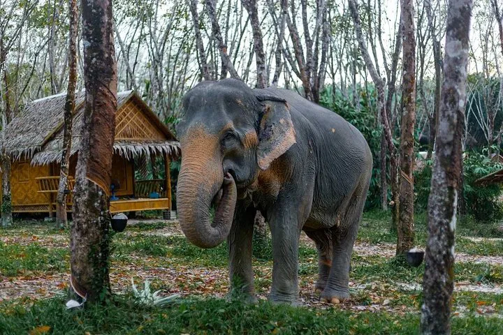 Khaolak Ethical Elephant Sanctuary: An Unforgettable Overnight Adventure