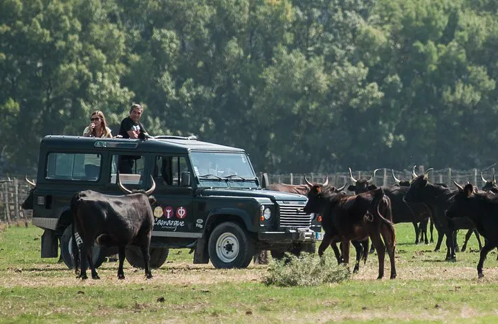 Off-Roading in Camargue: A 4x4 Safari Adventure with Local Flavors