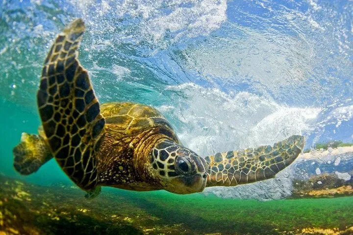 Unlock Oahu's Secrets: Your Personalized North Shore Adventure